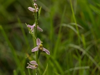 16 06 Ophrys abeille var. trollii 0005